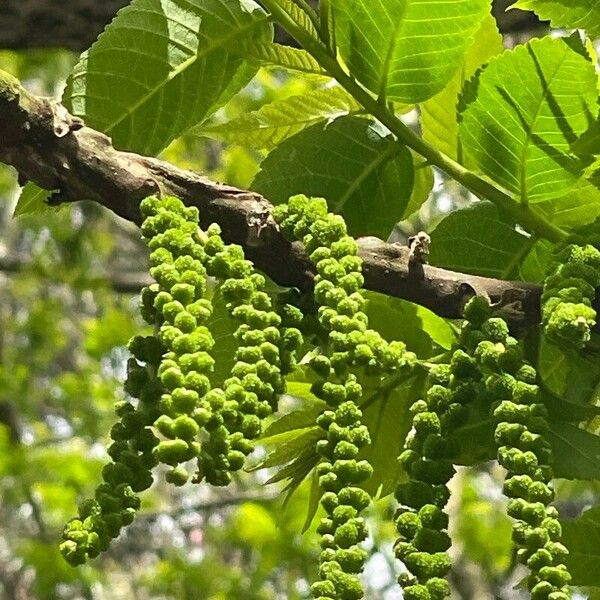 Juglans californica Frucht