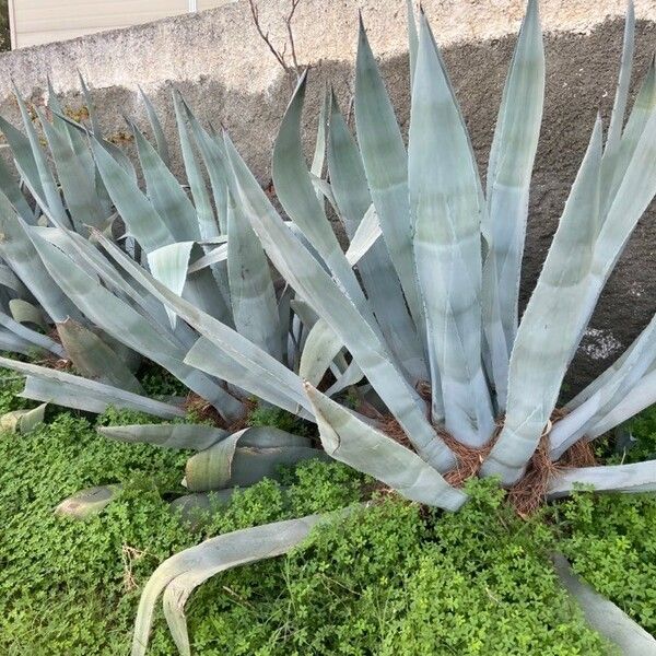 Agave americana Φύλλο