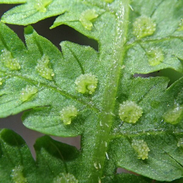 Deparia boryana Leaf