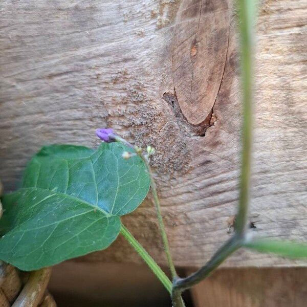 Solanum dulcamara Květ