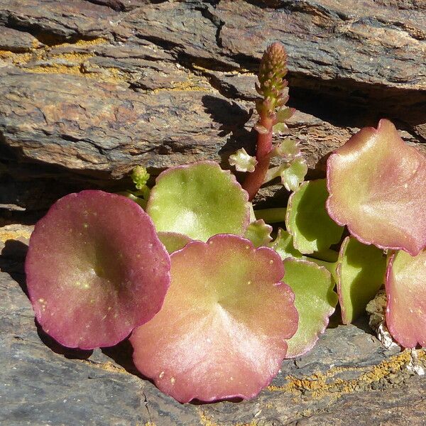 Umbilicus rupestris Foglia