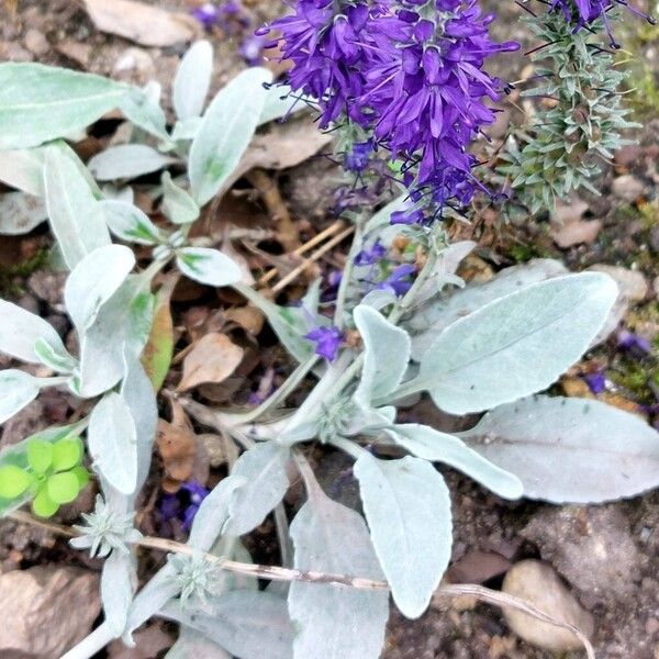 Veronica spicata पत्ता