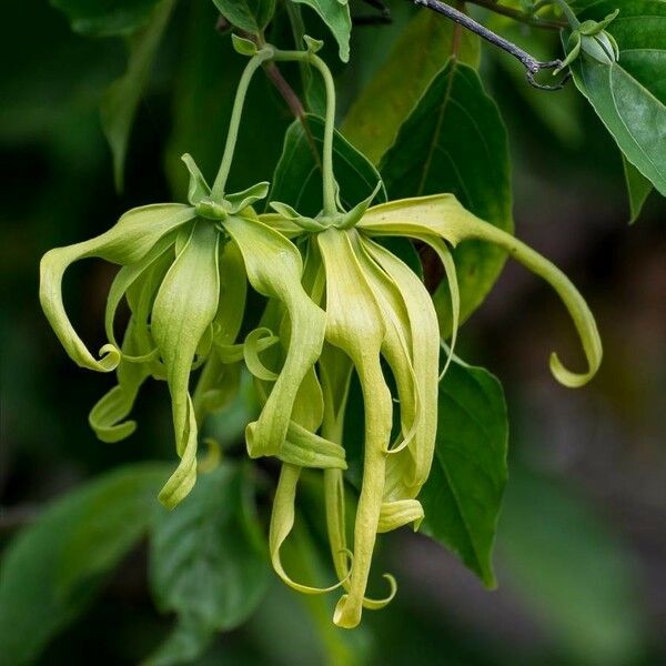 Cananga odorata Flower