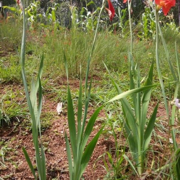 Gladiolus dalenii Habitat