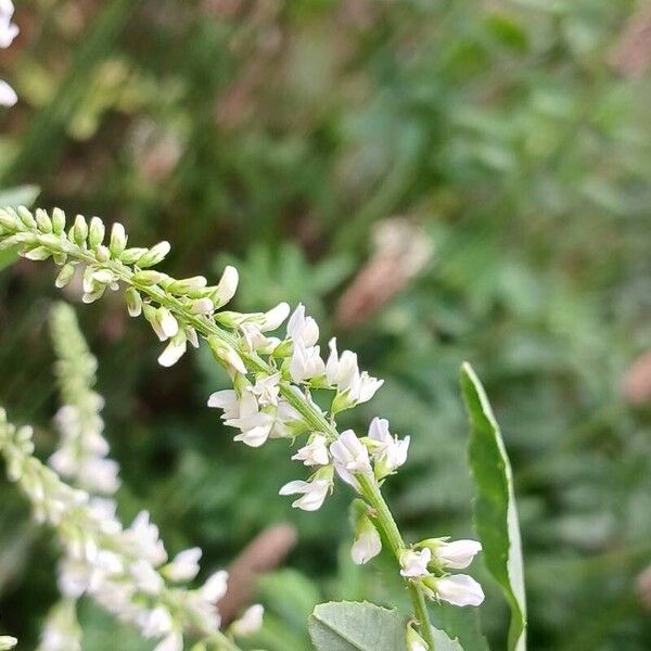 Melilotus albus Lorea