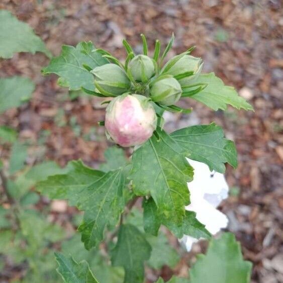 Hibiscus syriacus 花