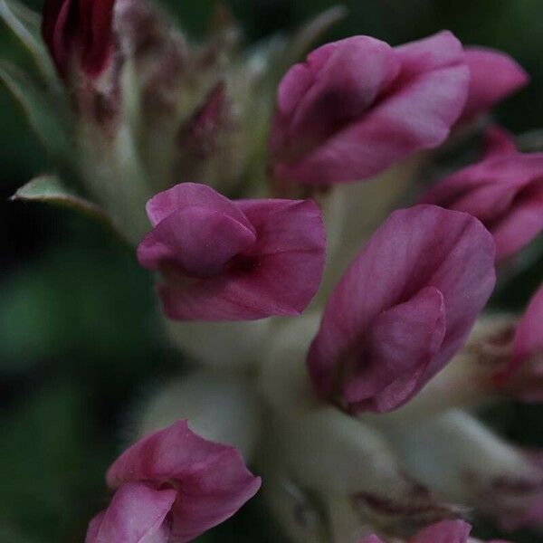 Anthyllis montana Flor