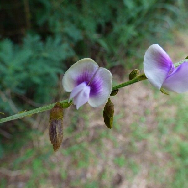 Tephrosia noctiflora Floro