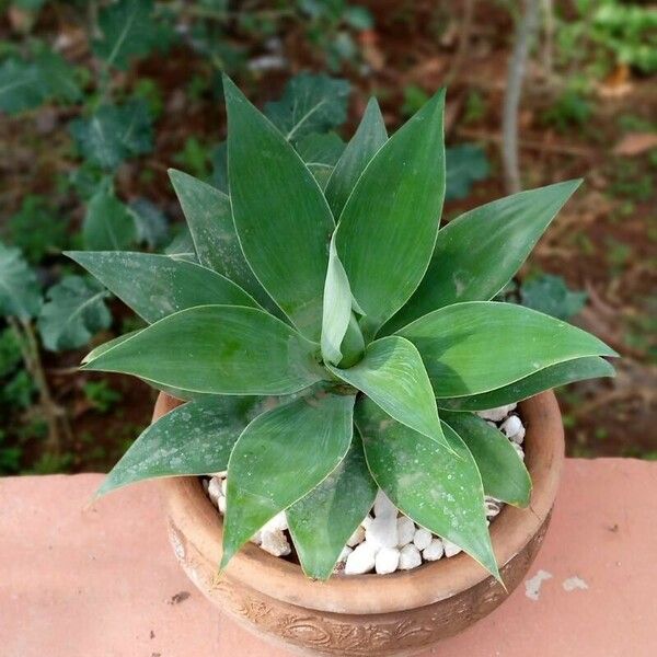 Agave attenuata পাতা