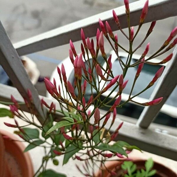 Jasminum polyanthum Bloem