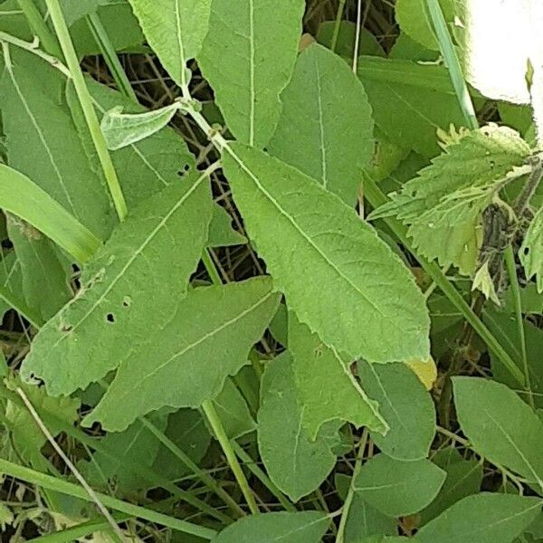 Salix cinerea Leaf