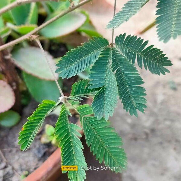 Mimosa pudica Ліст