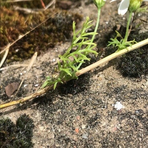 Anthemis cotula 葉