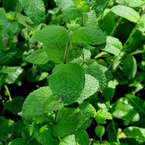 Mentha × rotundifolia Folla