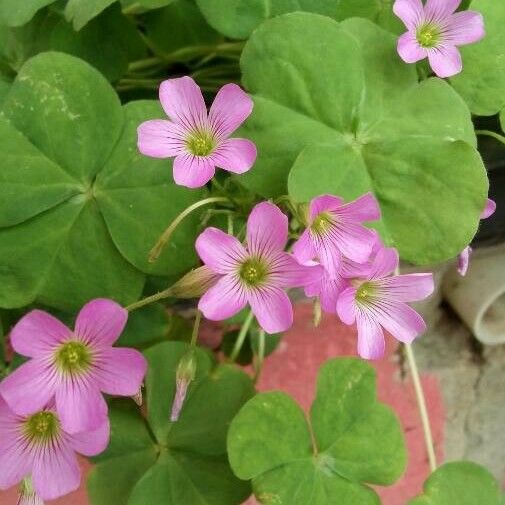 Oxalis debilis Floare