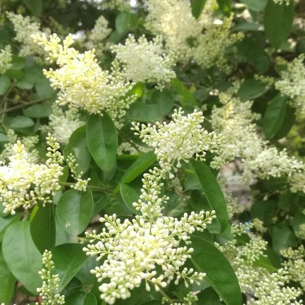 Ligustrum quihoui عادت داشتن