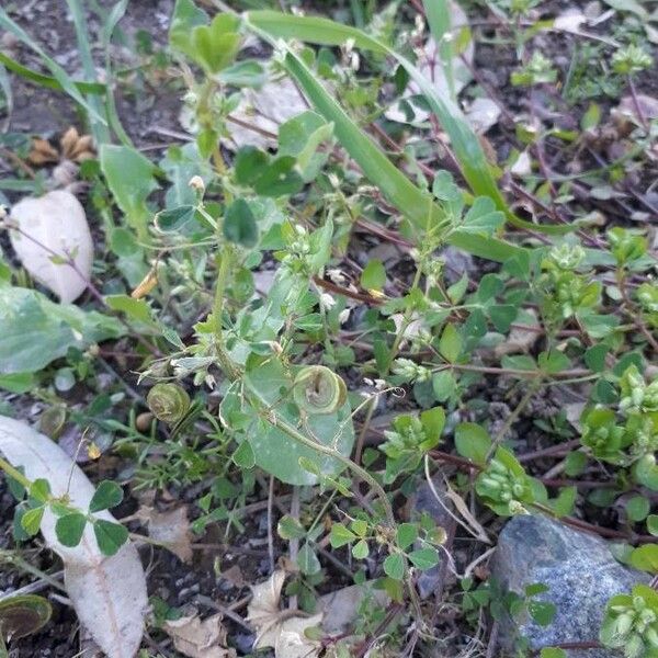 Medicago orbicularis Leaf