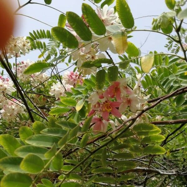 Cassia javanica Blomst