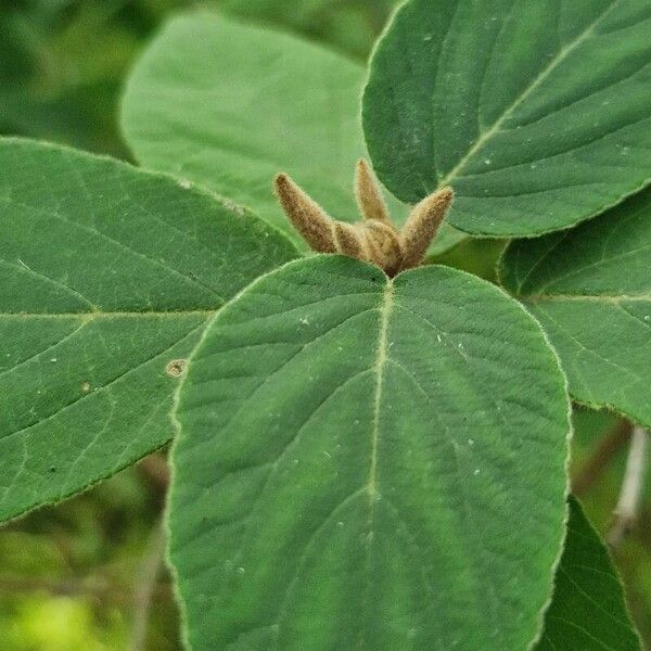 Viburnum buddleifolium 形态