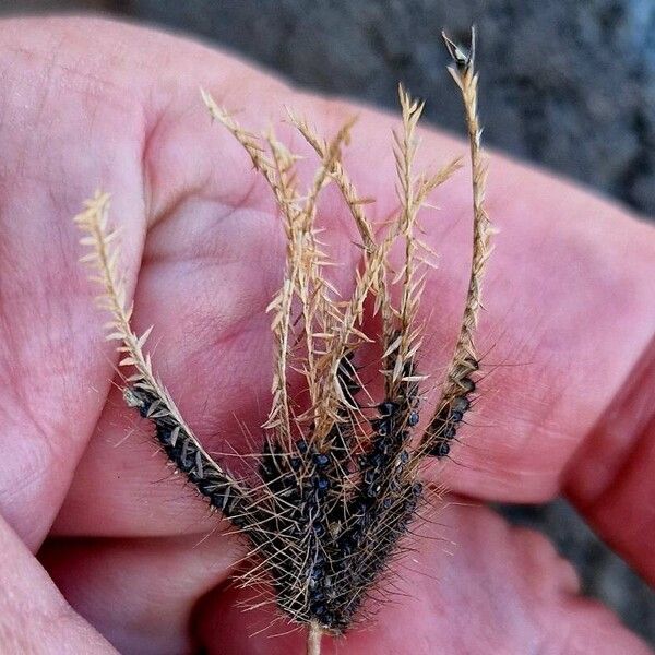 Chloris barbata Fruit