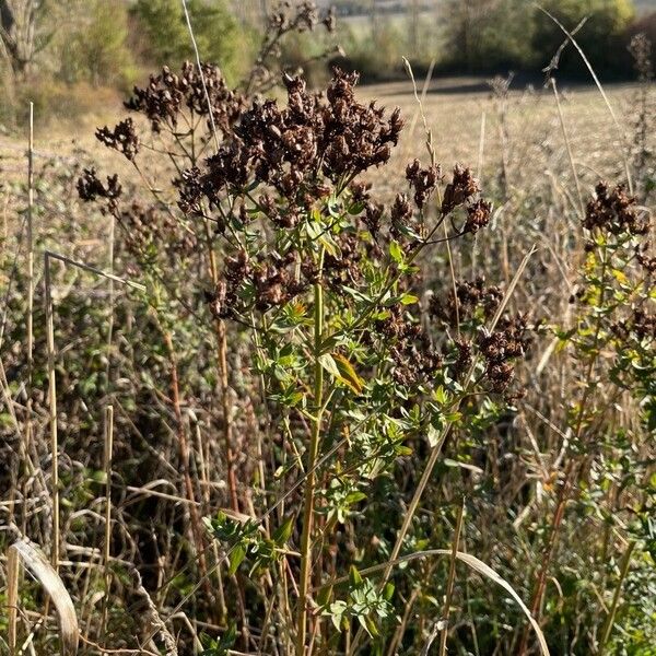 Hypericum perfoliatum Fulla