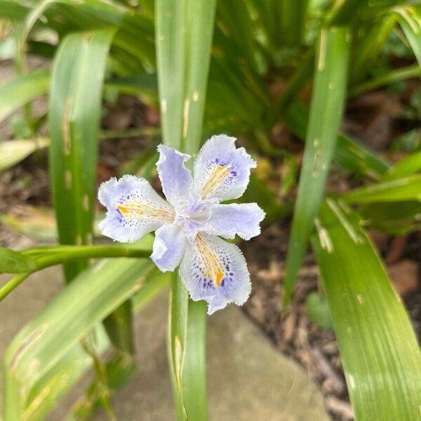 Iris japonica Žiedas