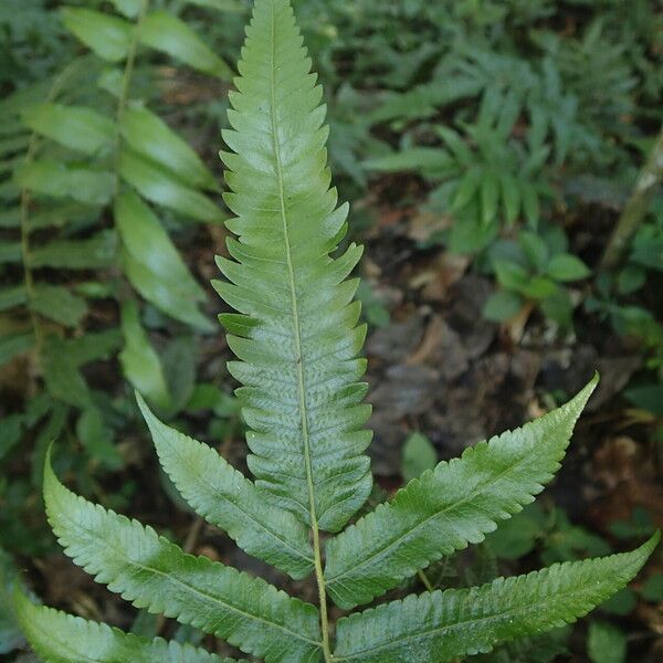 Thelypteris afra Листок