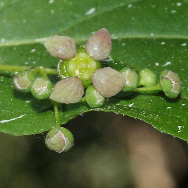 Euonymus latifolius പുഷ്പം