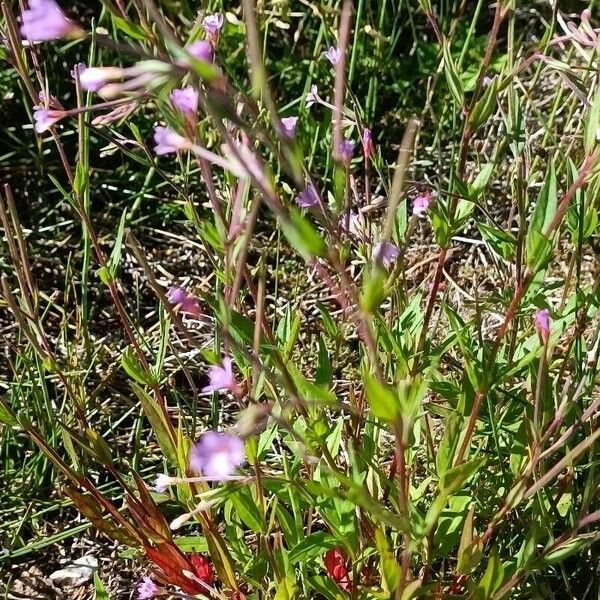 Epilobium palustre Habit