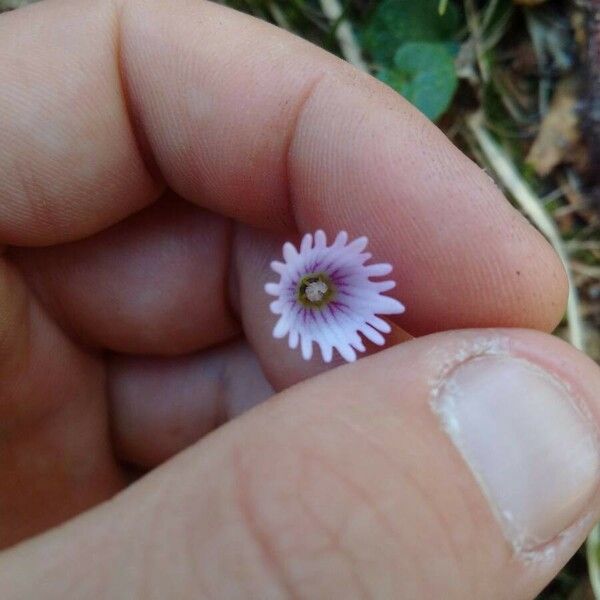 Soldanella pusilla Flower