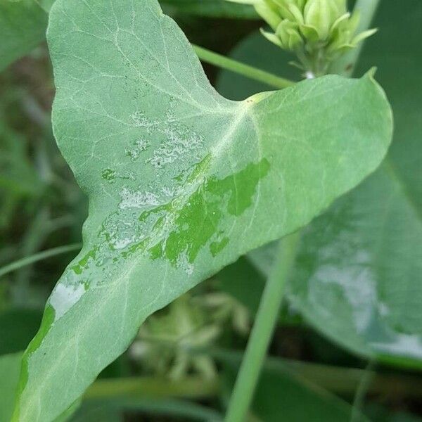 Morrenia odorata Leaf