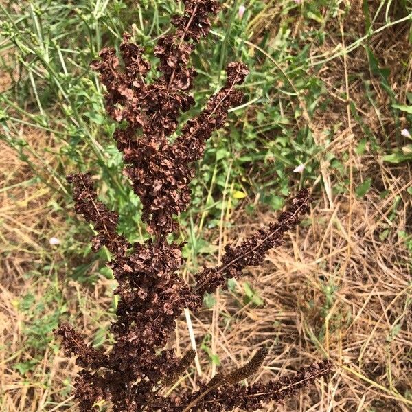 Rumex confertus Fruit