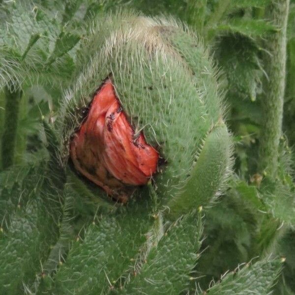 Papaver orientale Flower