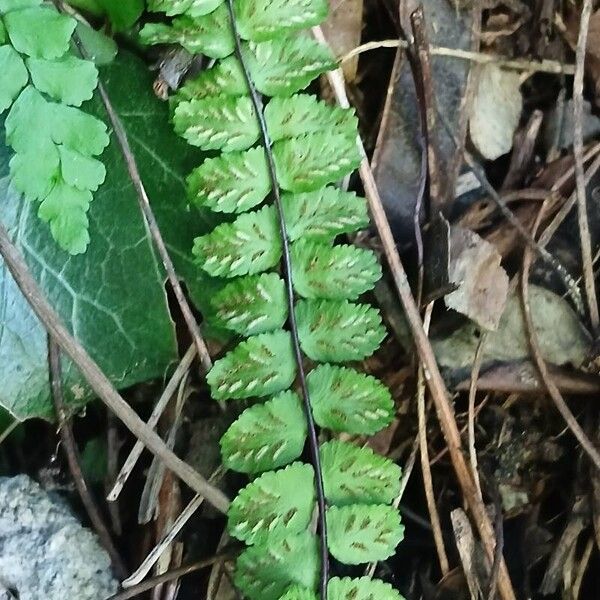 Asplenium trichomanes Frucht