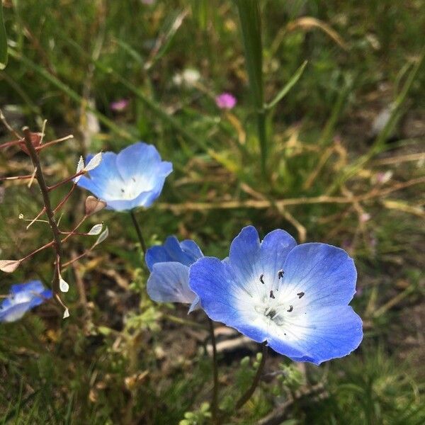 Nemophila menziesii Цветок