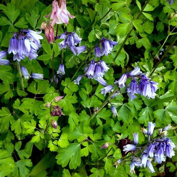 Hyacinthoides non-scripta Tervik taim