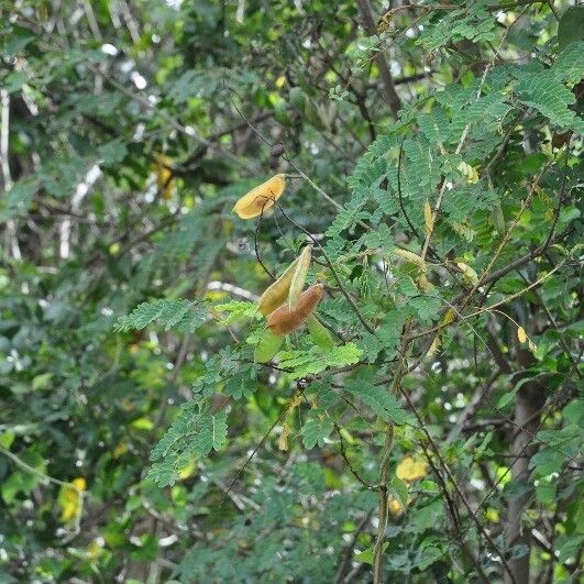 Caesalpinia decapetala ᱡᱚ