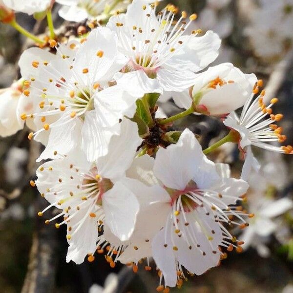 Prunus spinosa Blomst