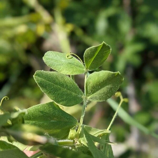 Vicia narbonensis Foglia