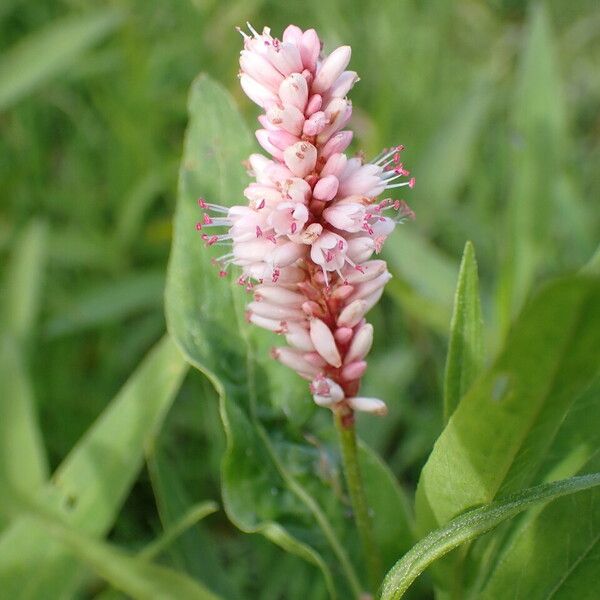 Persicaria amphibia പുഷ്പം