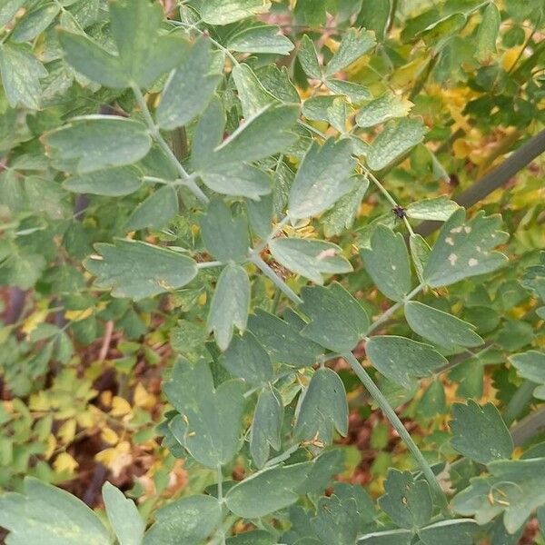 Thalictrum flavum Leaf