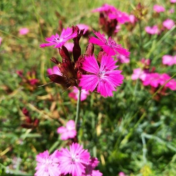 Dianthus carthusianorum Květ