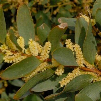 Acacia longifolia Kvet