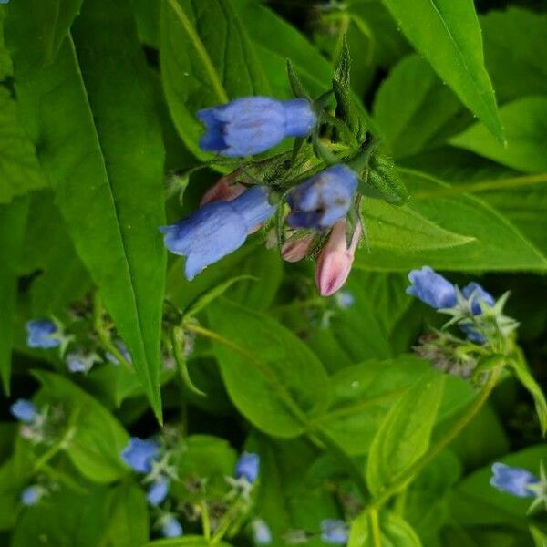 Mertensia paniculata Flor