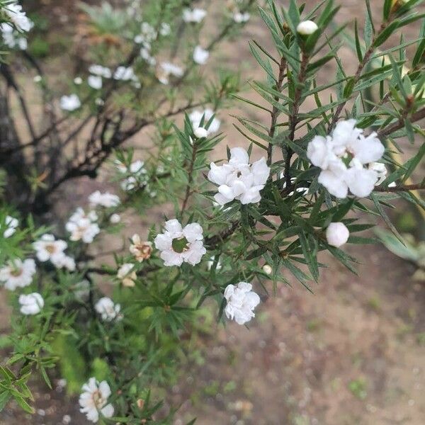 Leptospermum scoparium Květ