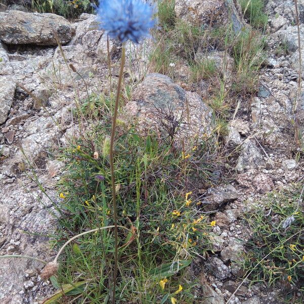 Jasione montana Habitus