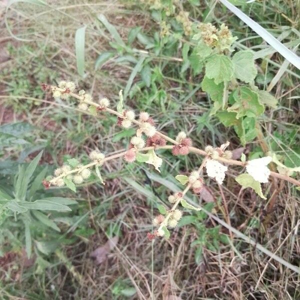 Triumfetta rhomboidea Fruit