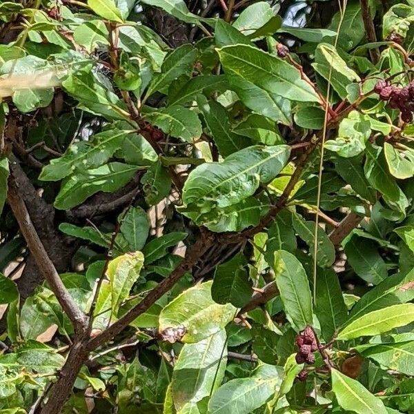 Photinia arbutifolia Лист