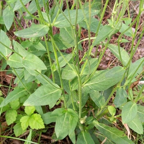 Hieracium sabaudum Лист