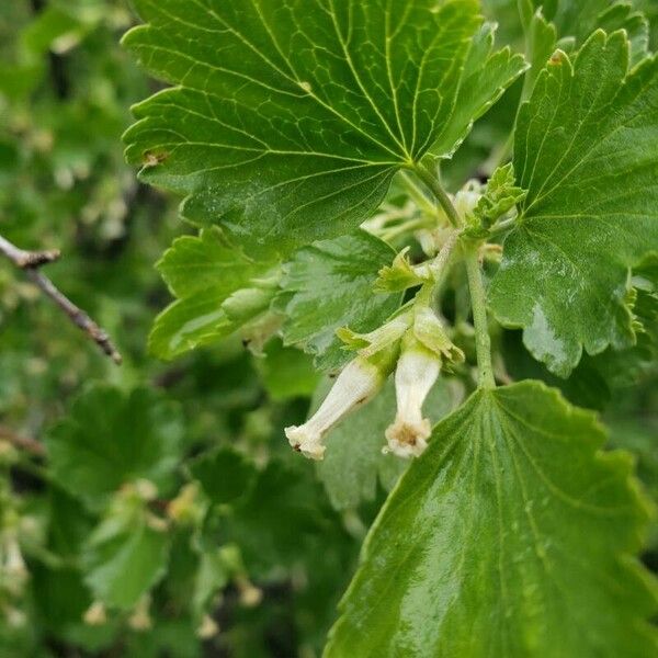 Ribes cereum Цвят